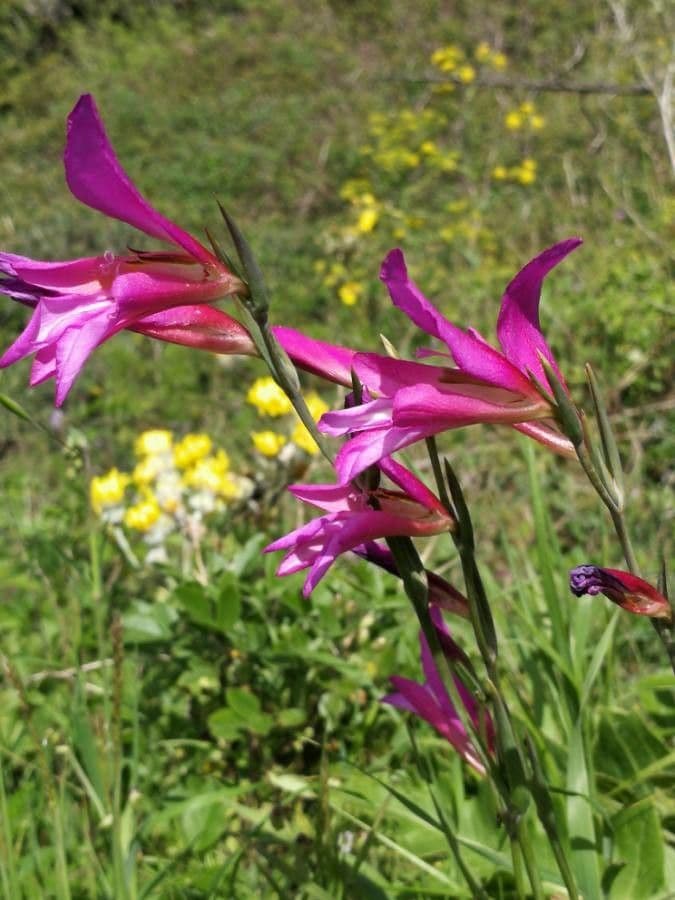 Illyrische Gladiole 6