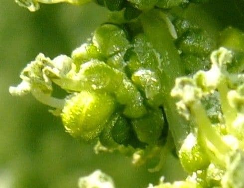 Spinaci 4
