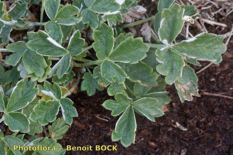 Potentilla nivea 15