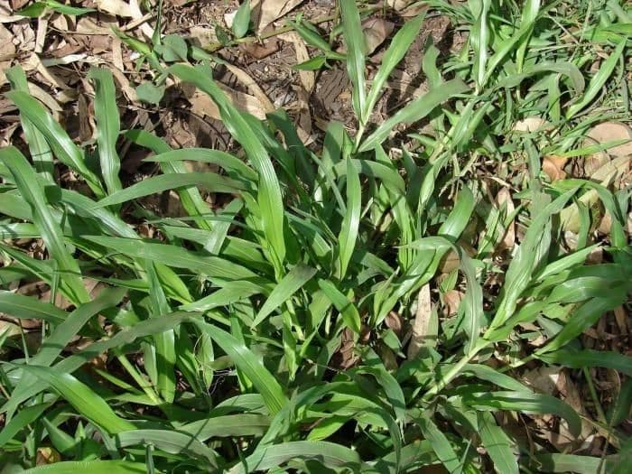 Fransige Paspalum 4