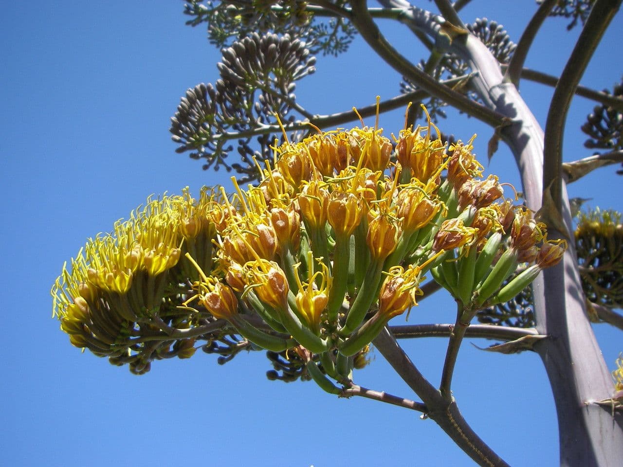 Agave di Parry
