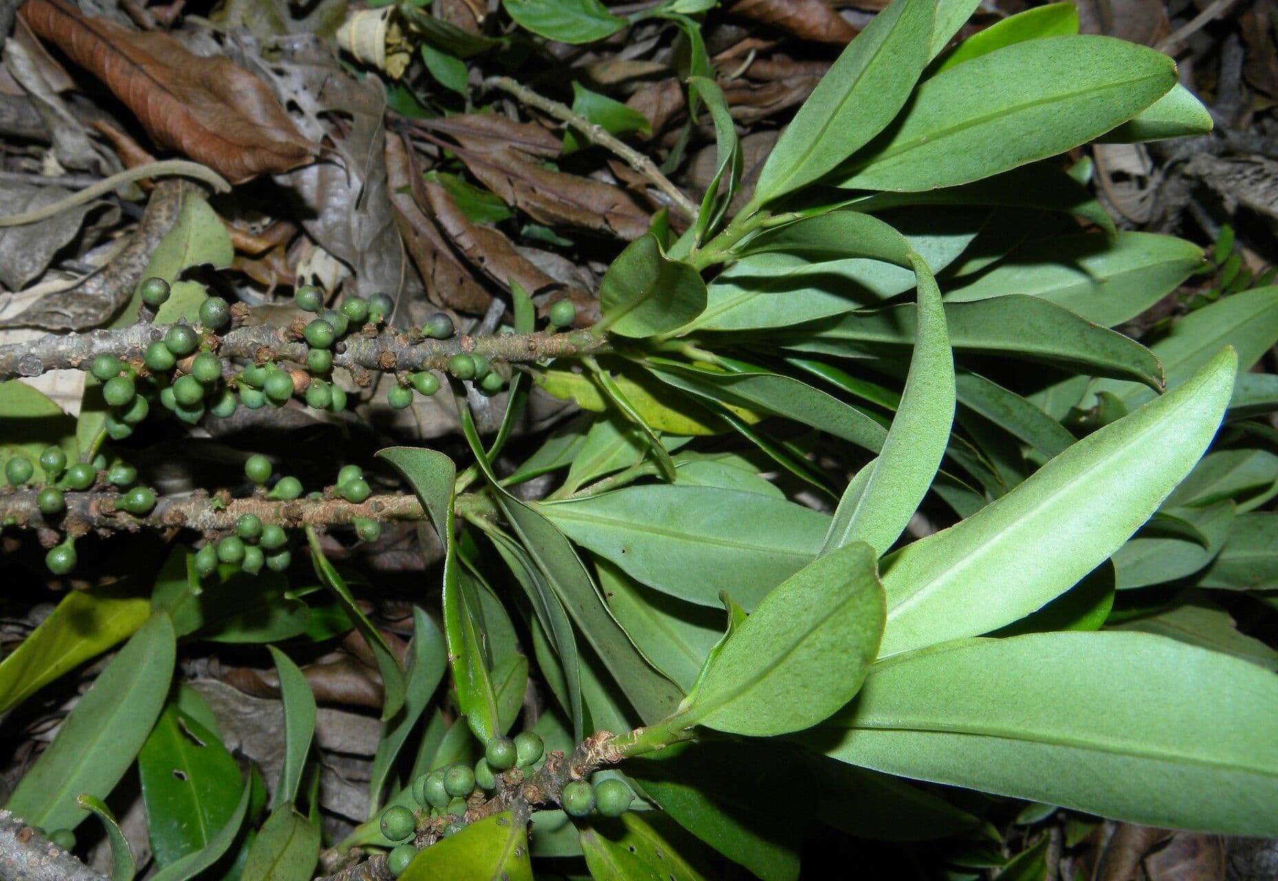 Myrsine coriacea 8