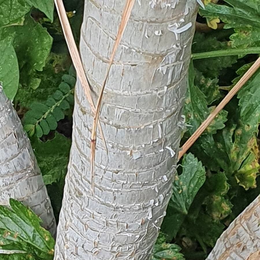 Dracena 9