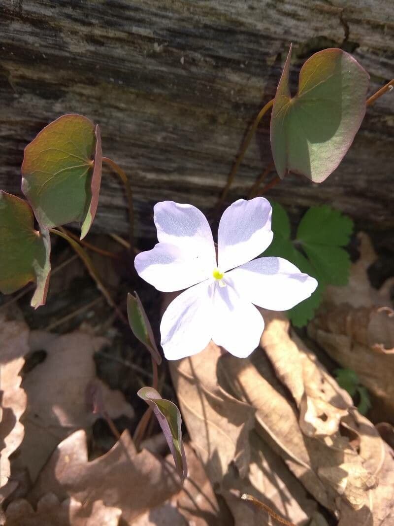 Plagiorhegma dubium 8