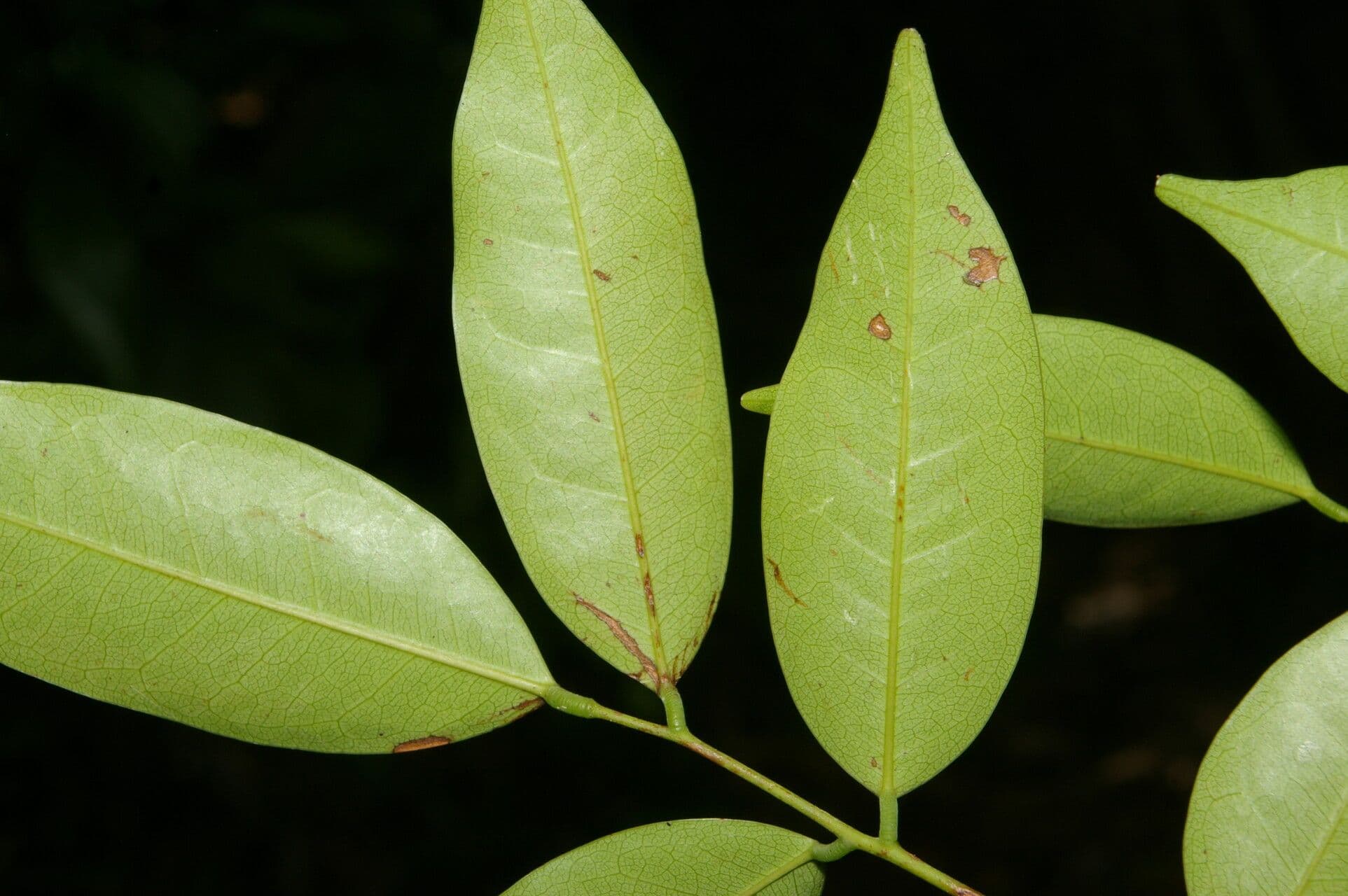 Rourea 2