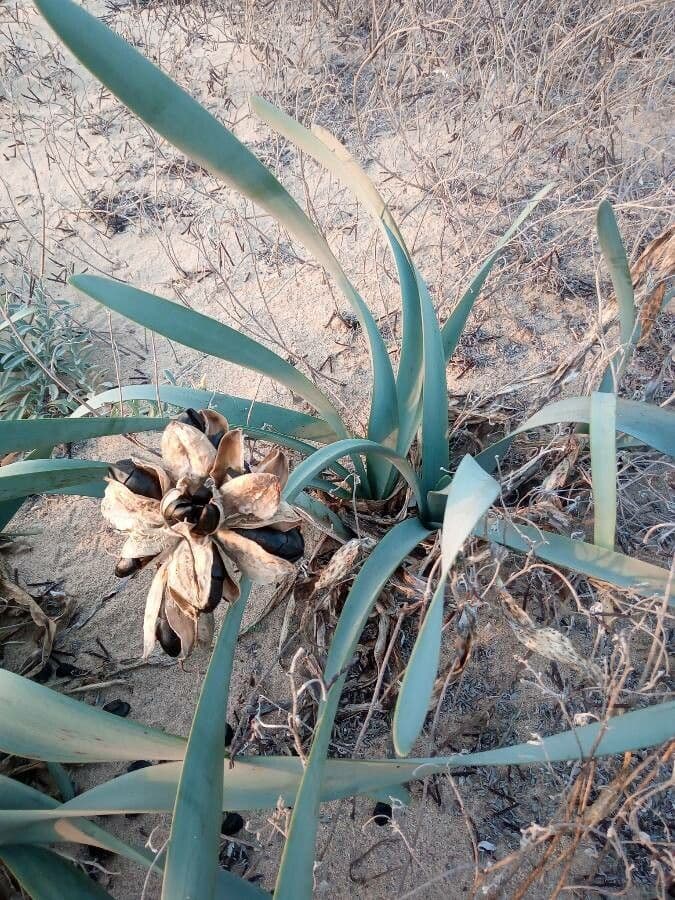 Pankracjum nadmorskie 16