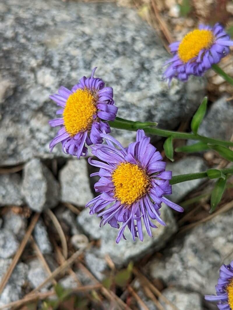 Flaccid aster