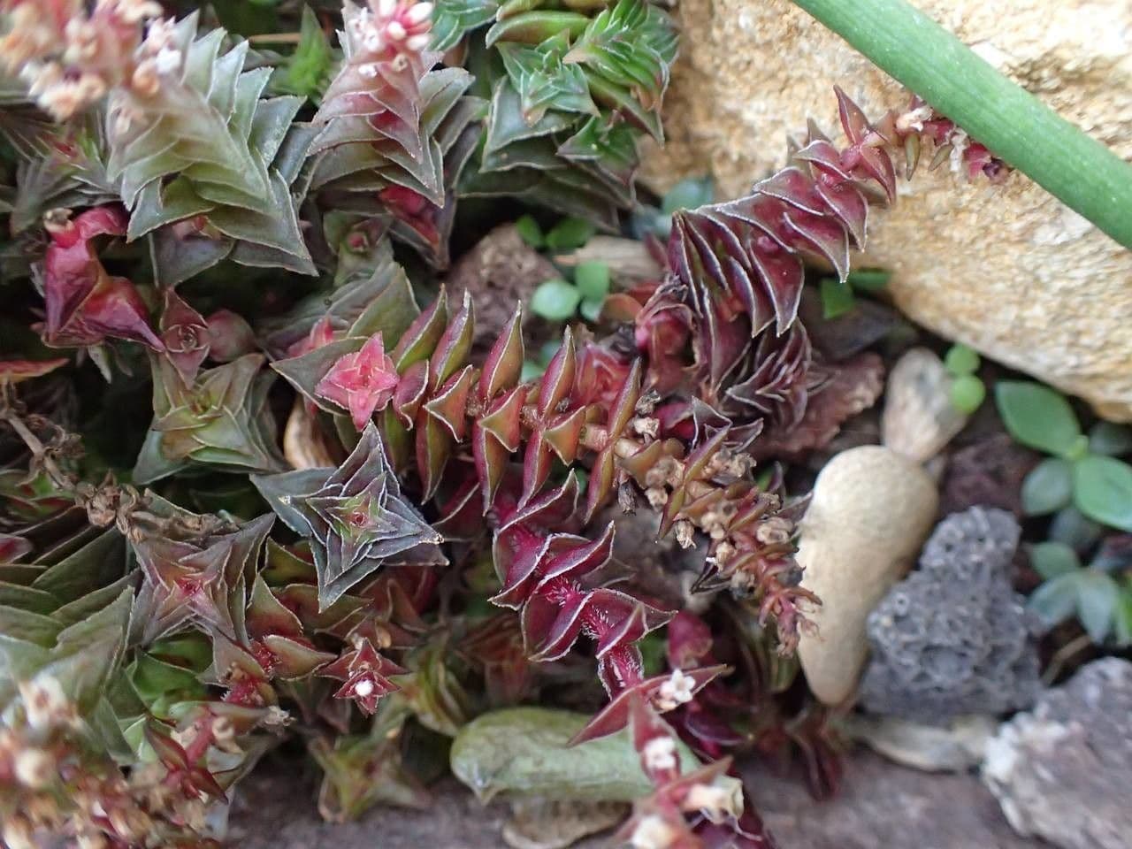 Crassula 11