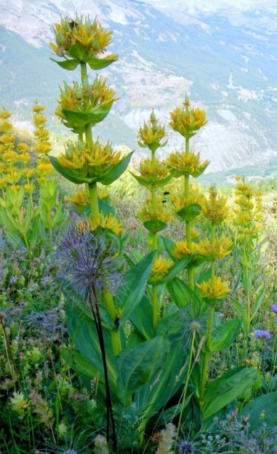 Genziana maggiore 10