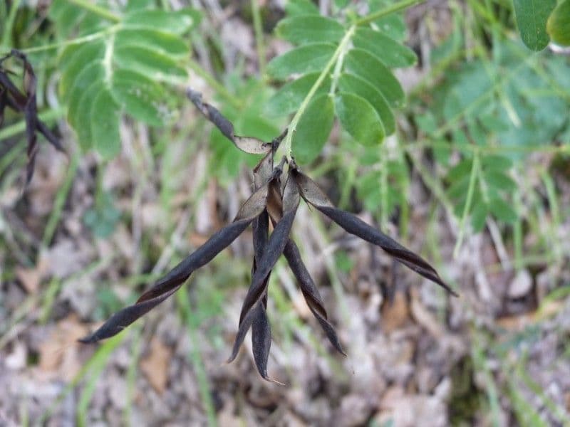 Cicerchia nera 2