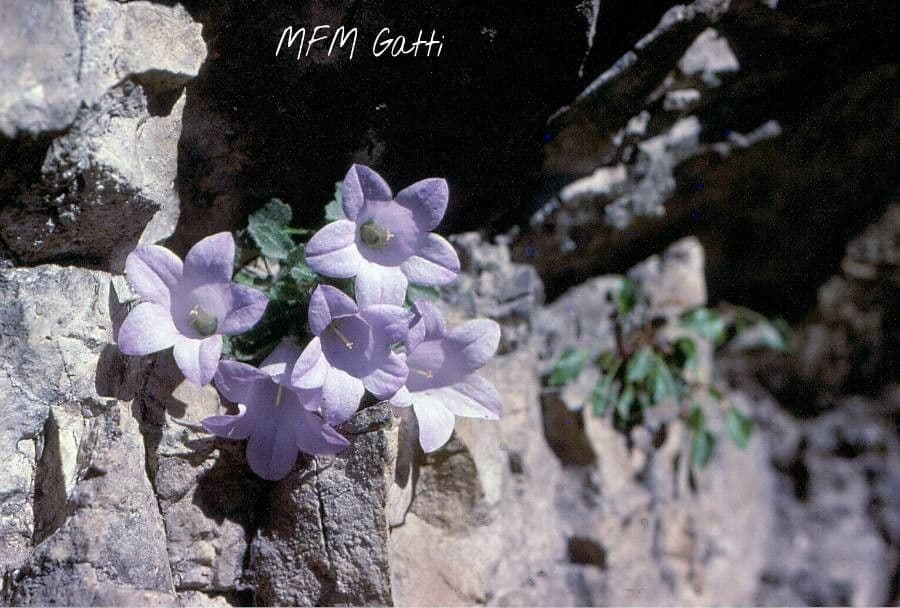 Campanula 4