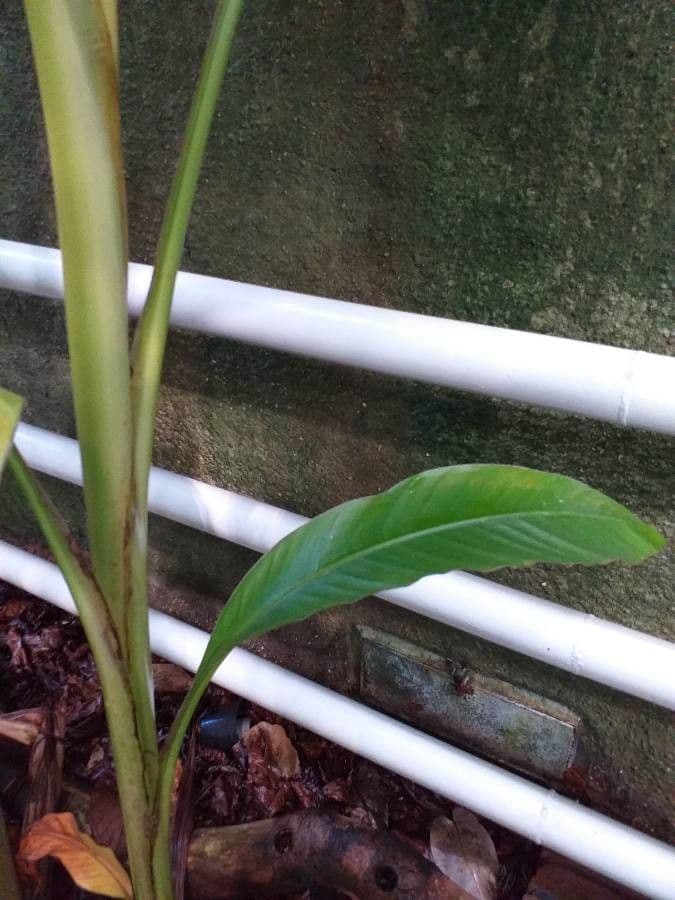 Banane 4