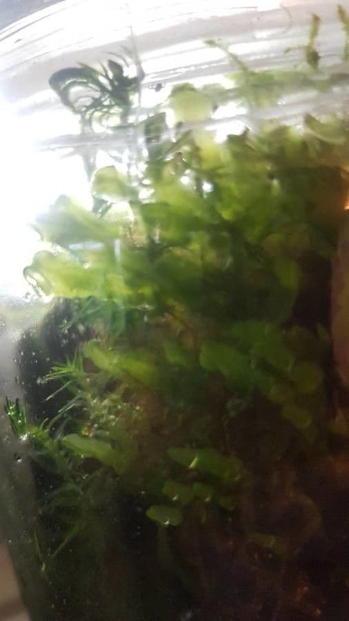 Lomariopsis 2