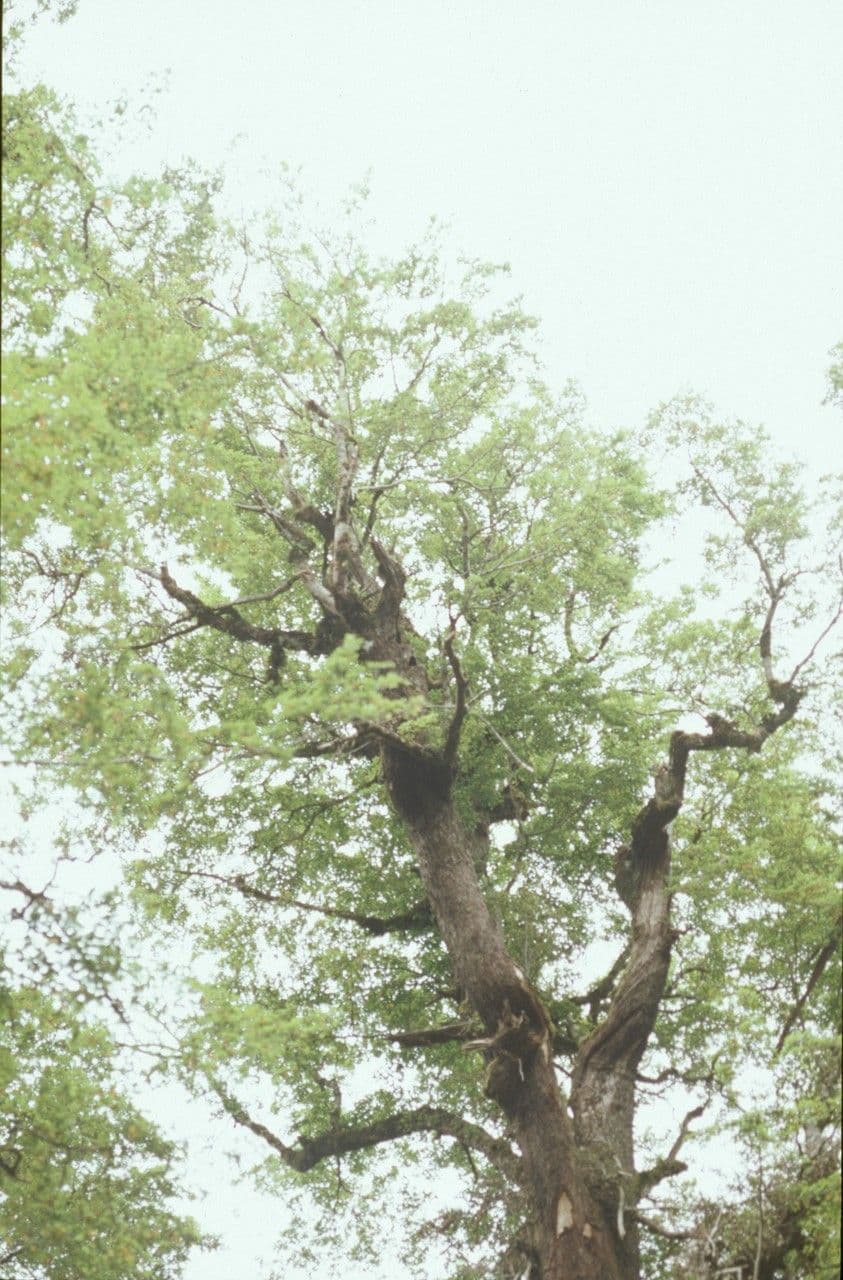 Nothofagus fusca 2