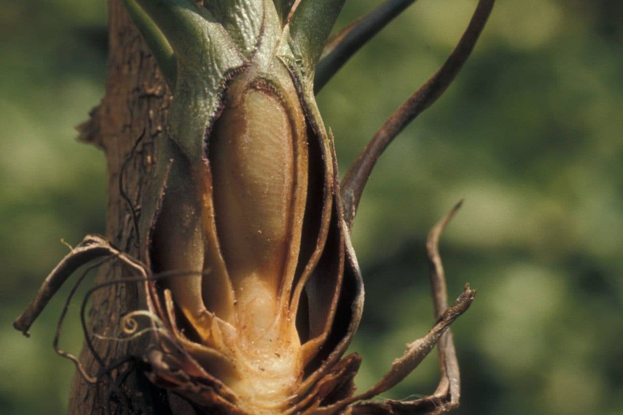 Tillandsia bulbosa 18