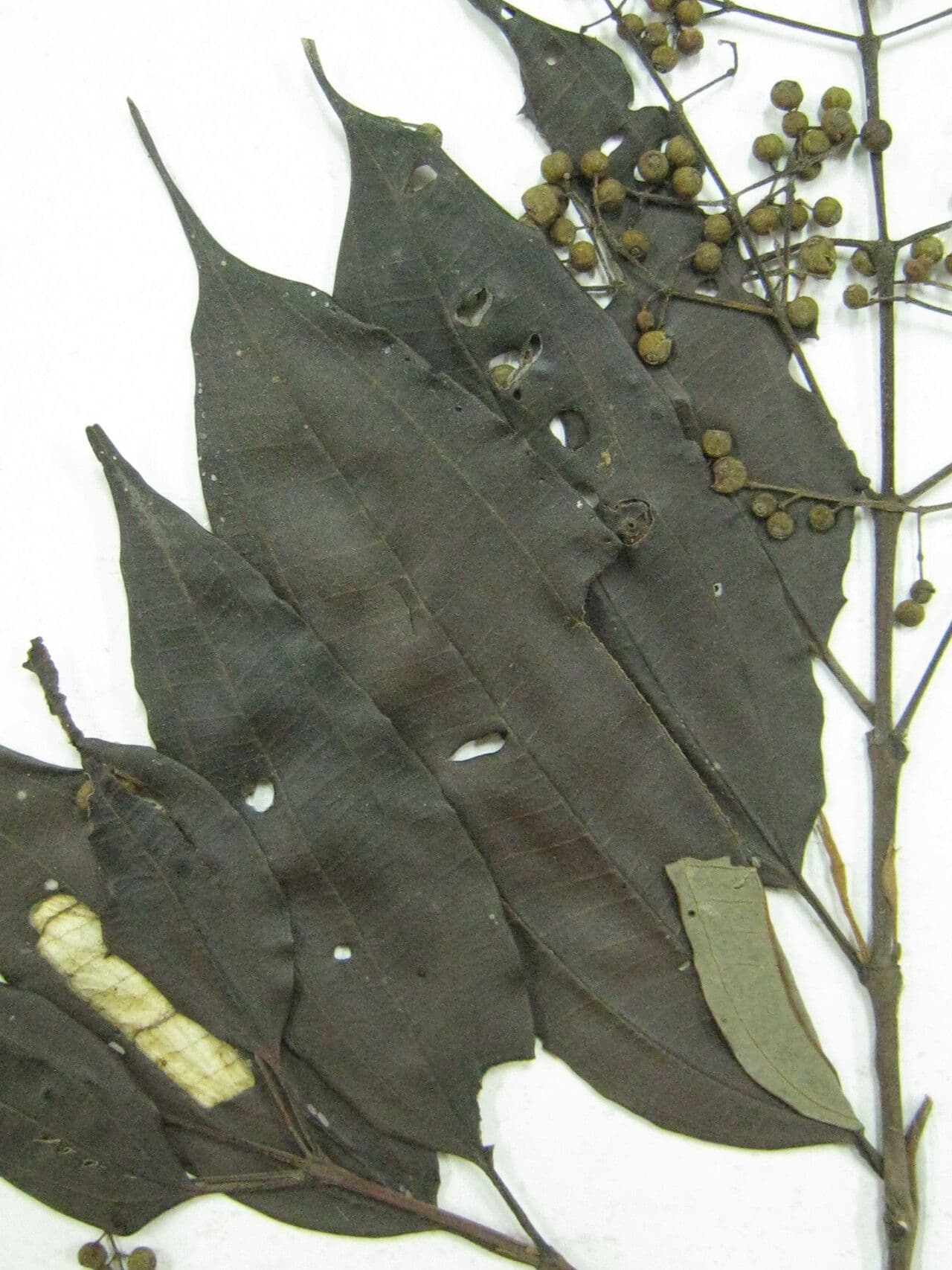 Miconia phaeophylla 5