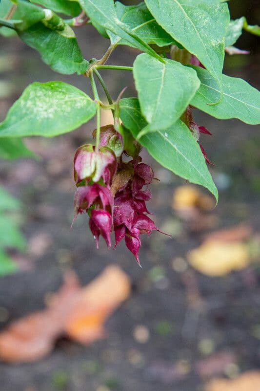 Leycesteria 6