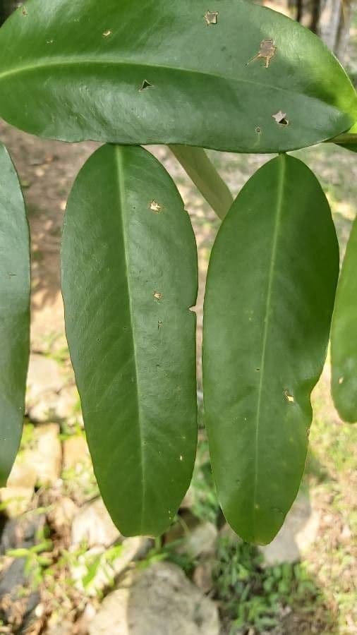 Garcinia verde 9