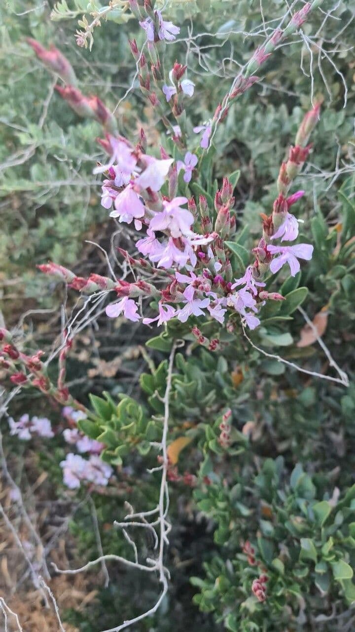 Limoniastrum monopetalum 13