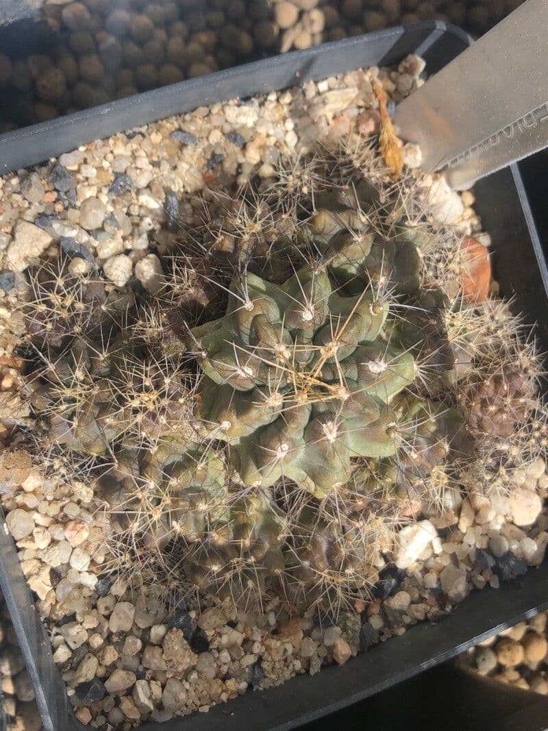 Cactus di Aspillaga