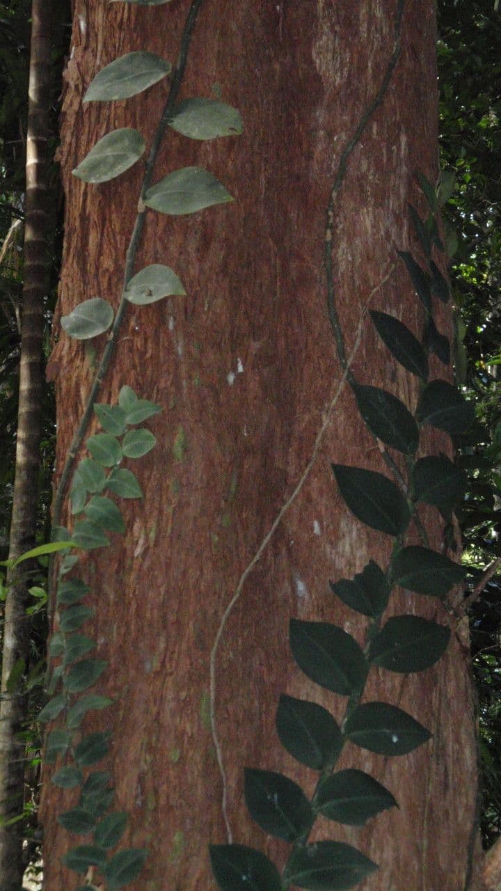 Rhaphidophora 2