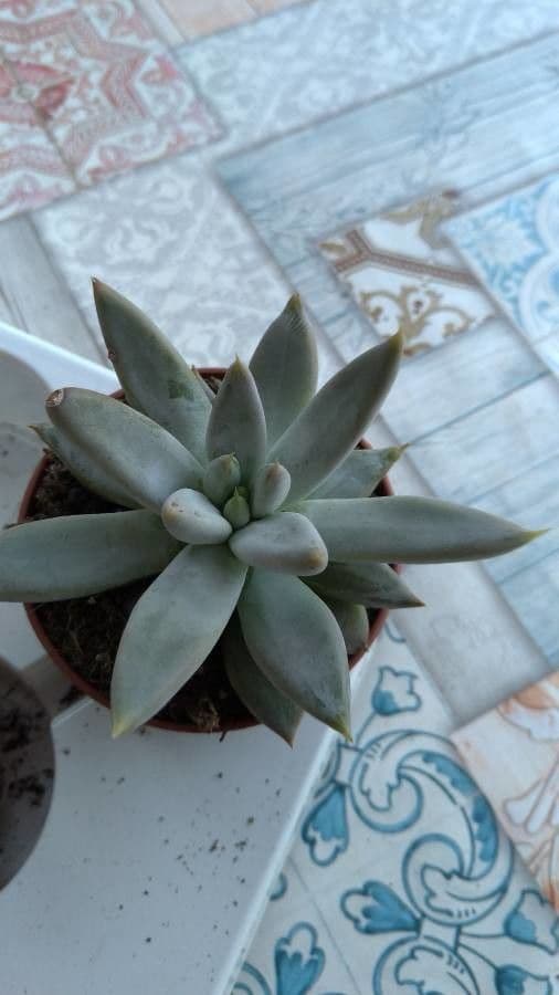 Echeveria tolimanensis 2