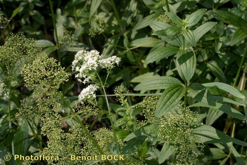 Przytulia rubioides 8