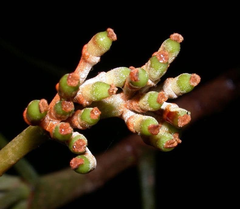 Pourouma bicolor 3