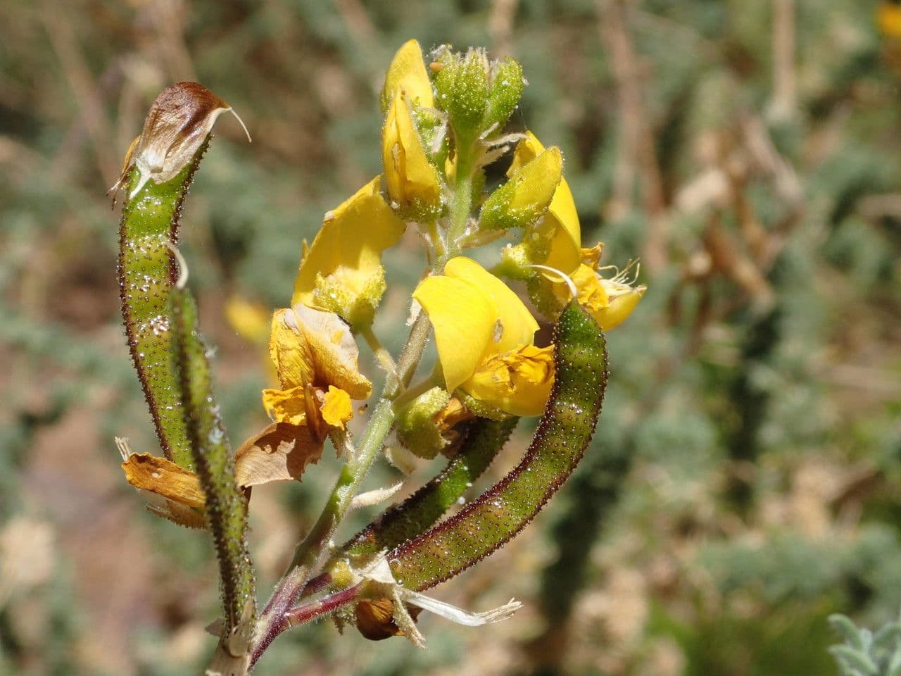 Adenocarpus viscoso 6
