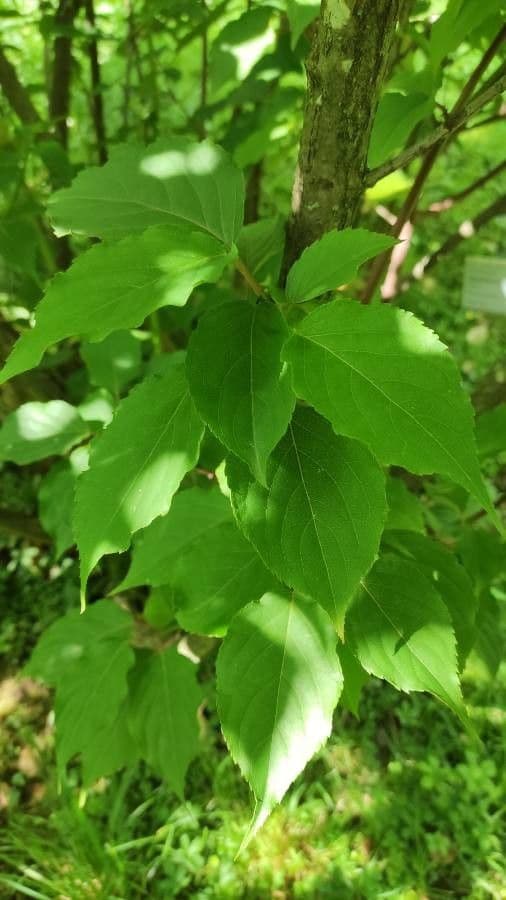 Chinese stachyurus 7