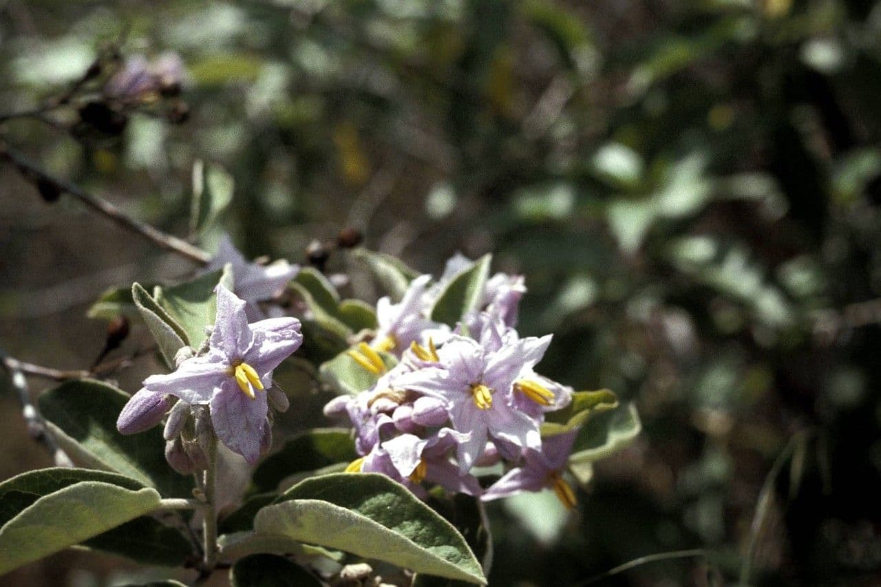 Solanum 6