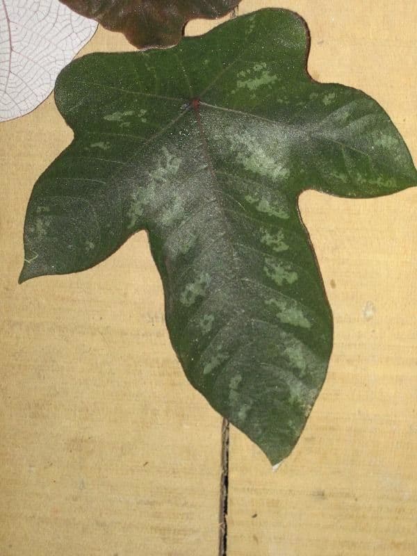 Cecropia 5