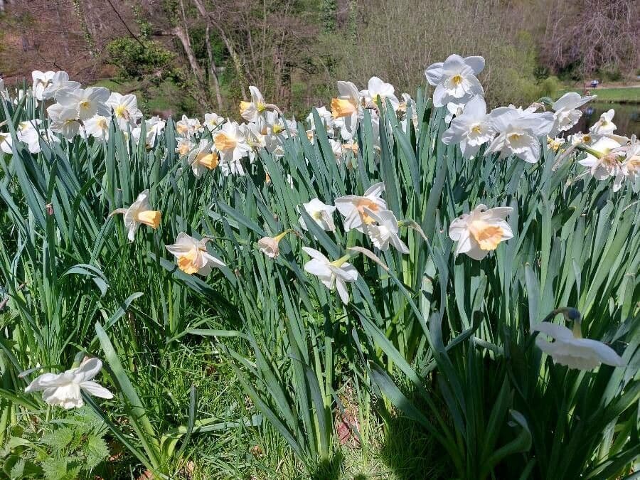 Narciso selvatico 28