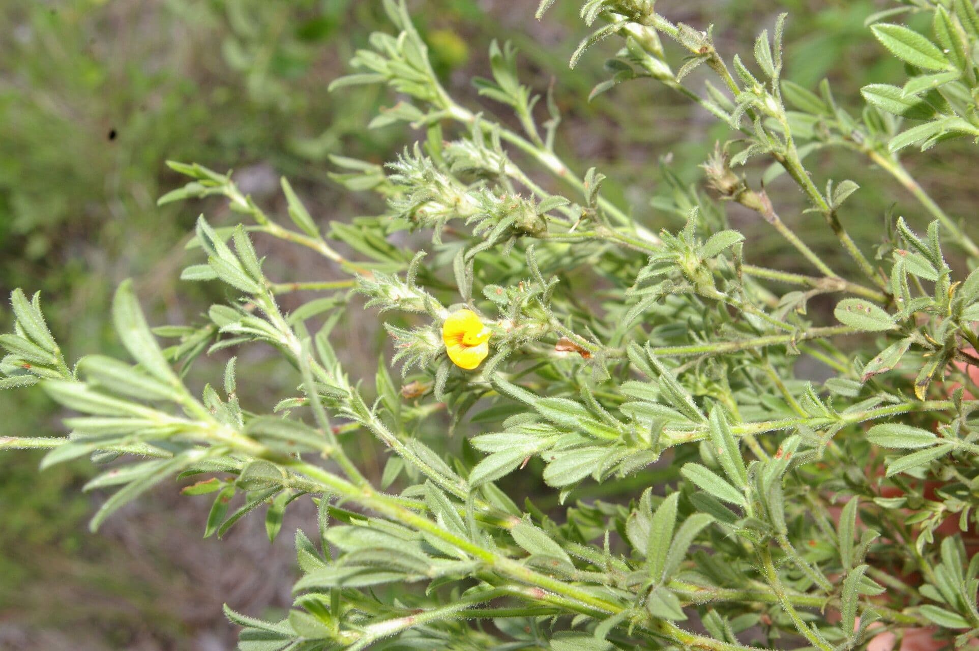 Stylosanthes 6