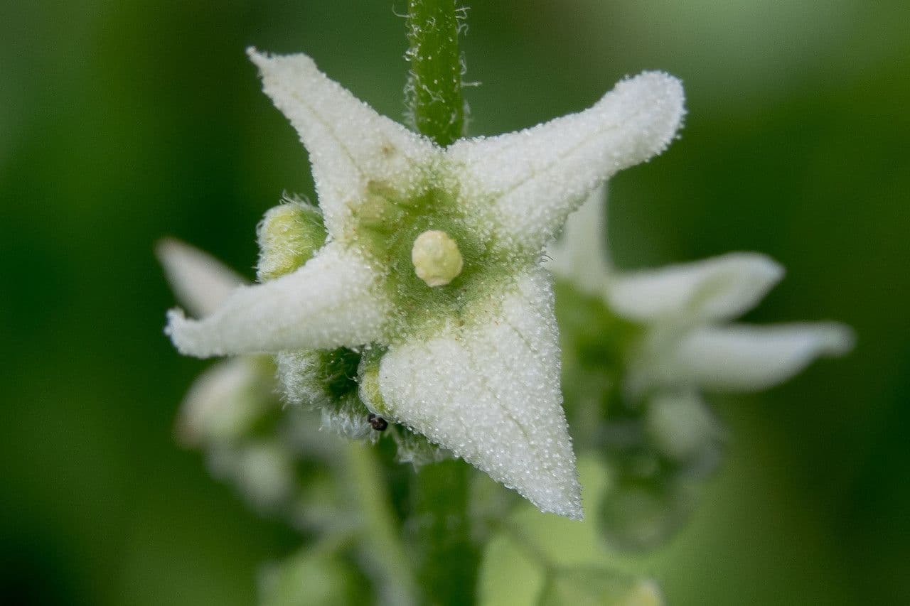 Marah fabacea 7