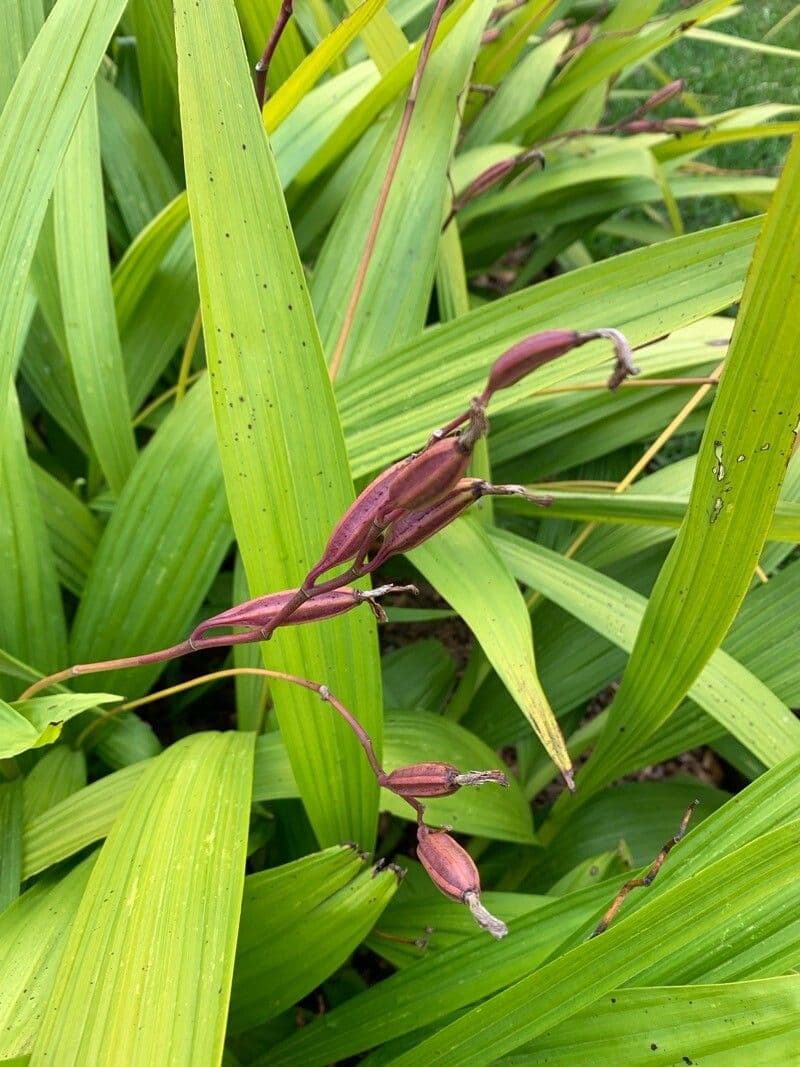 Bletilla striata