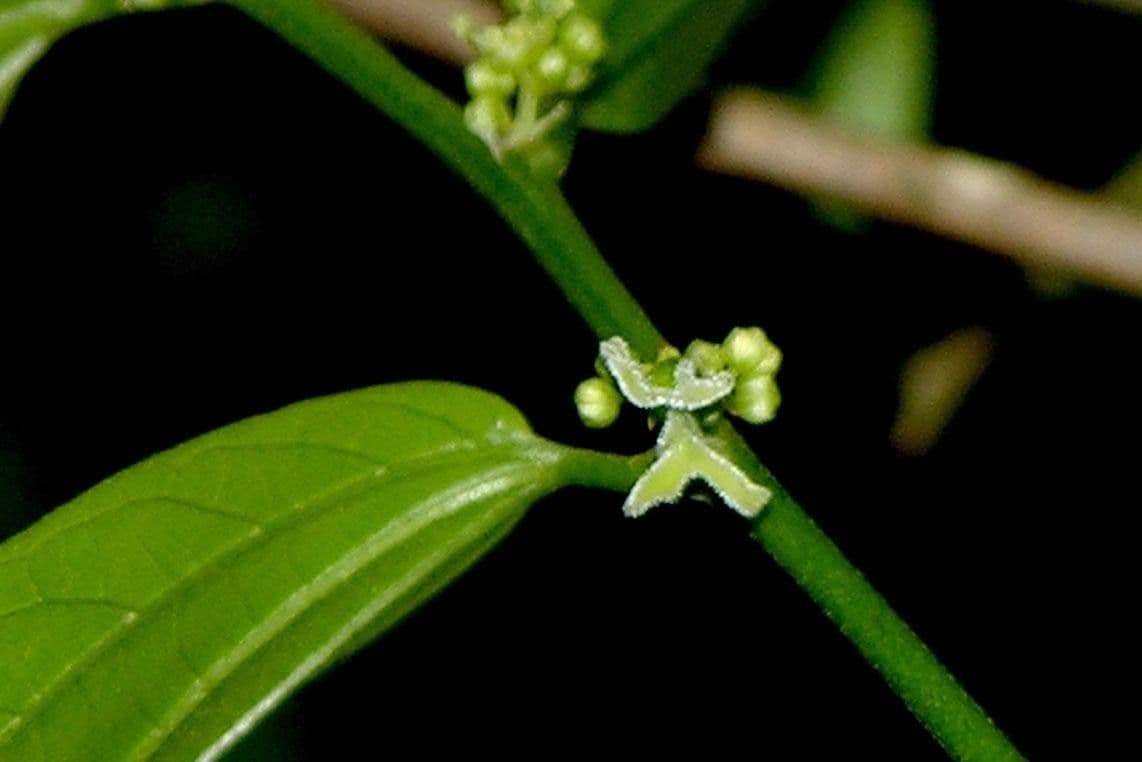 Celtis iguanaea 19