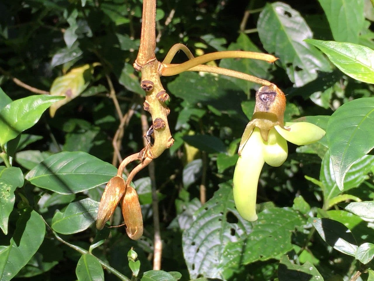 Mucuna 14