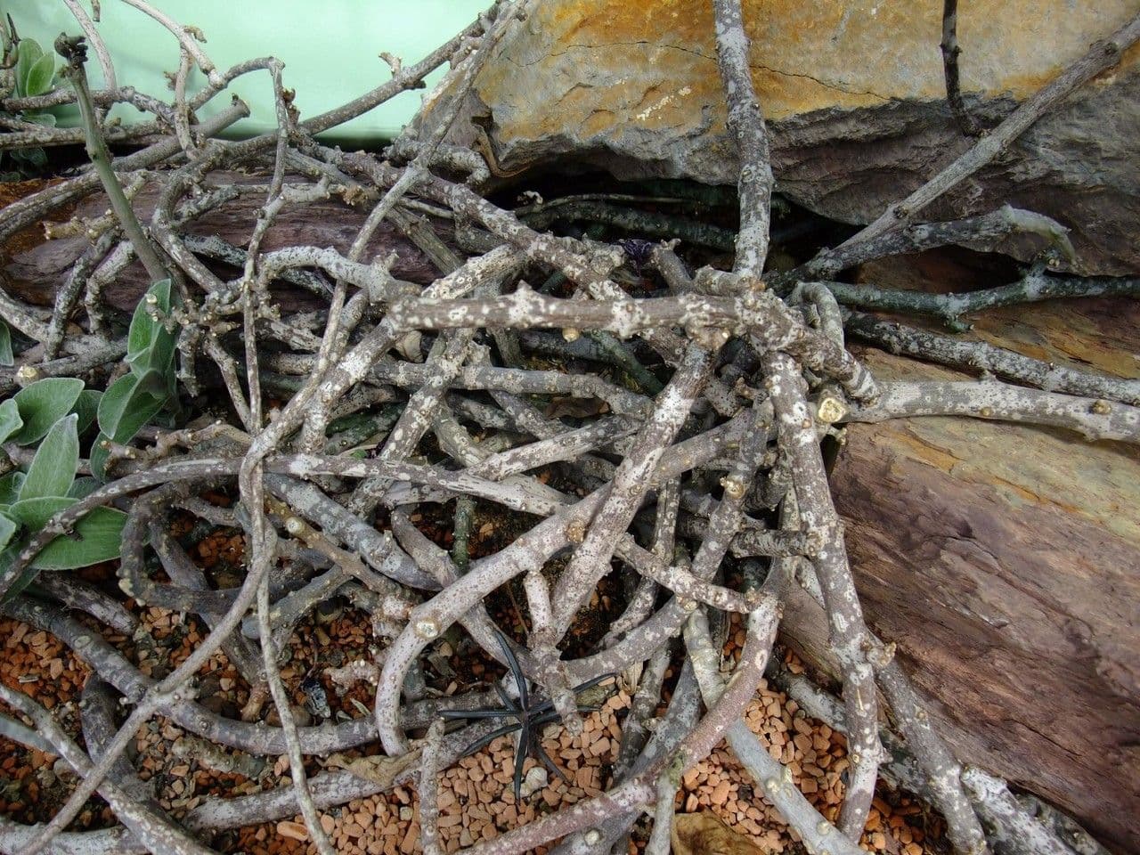 Ceropegia 3