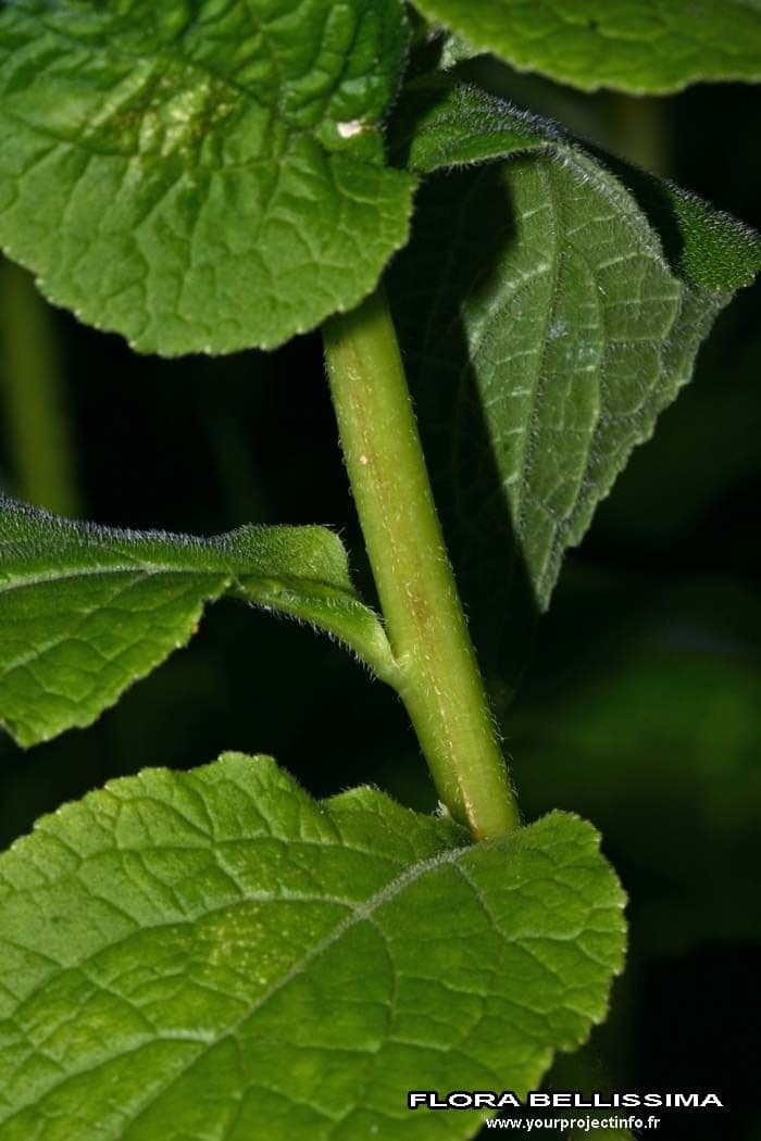 Breitblättrige Glockenblume 24
