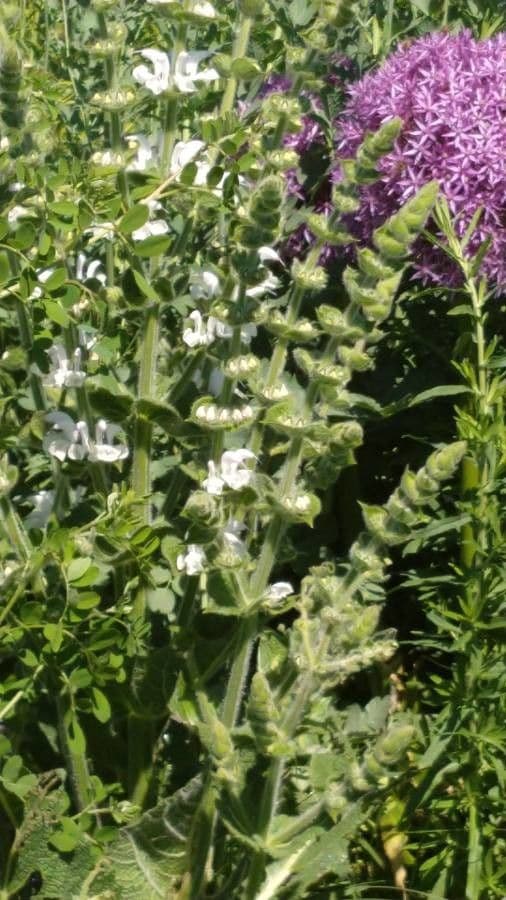 Salvia argentea 18