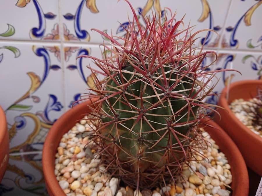 Feroctus 7