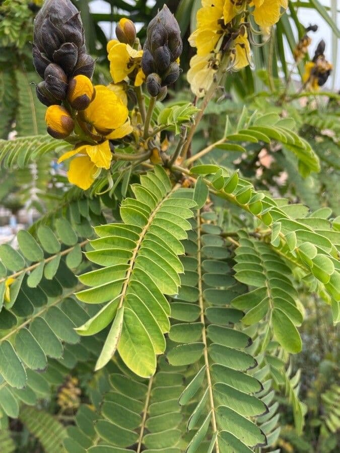 Senna didymobotrya 20