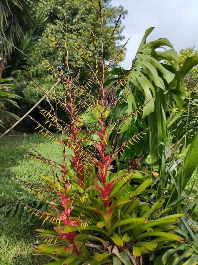 Guzmania 17