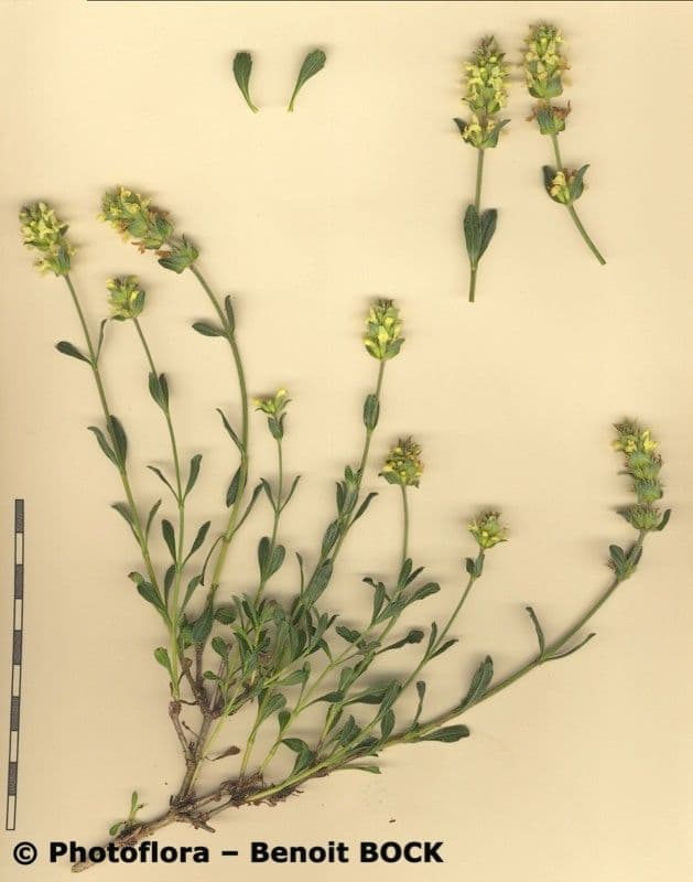 Sideritis hyssopifolia 27