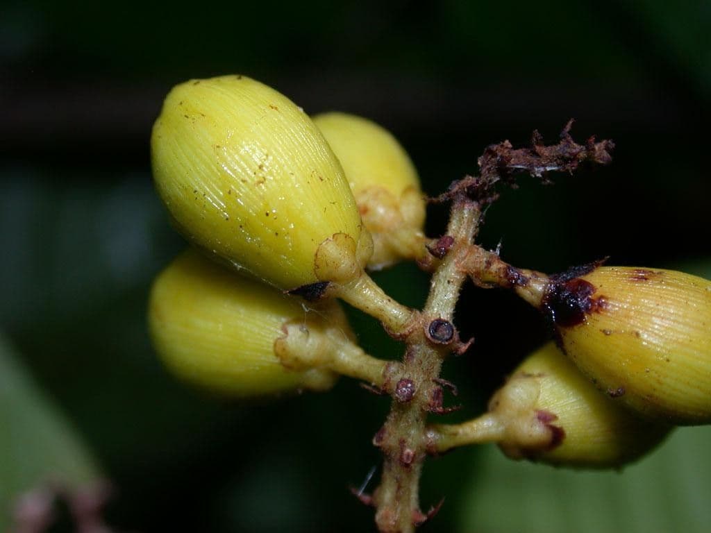 Quiina macrophylla 5
