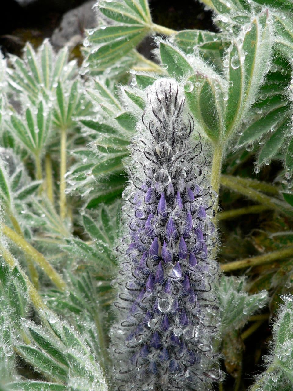 Wolken-Lupine