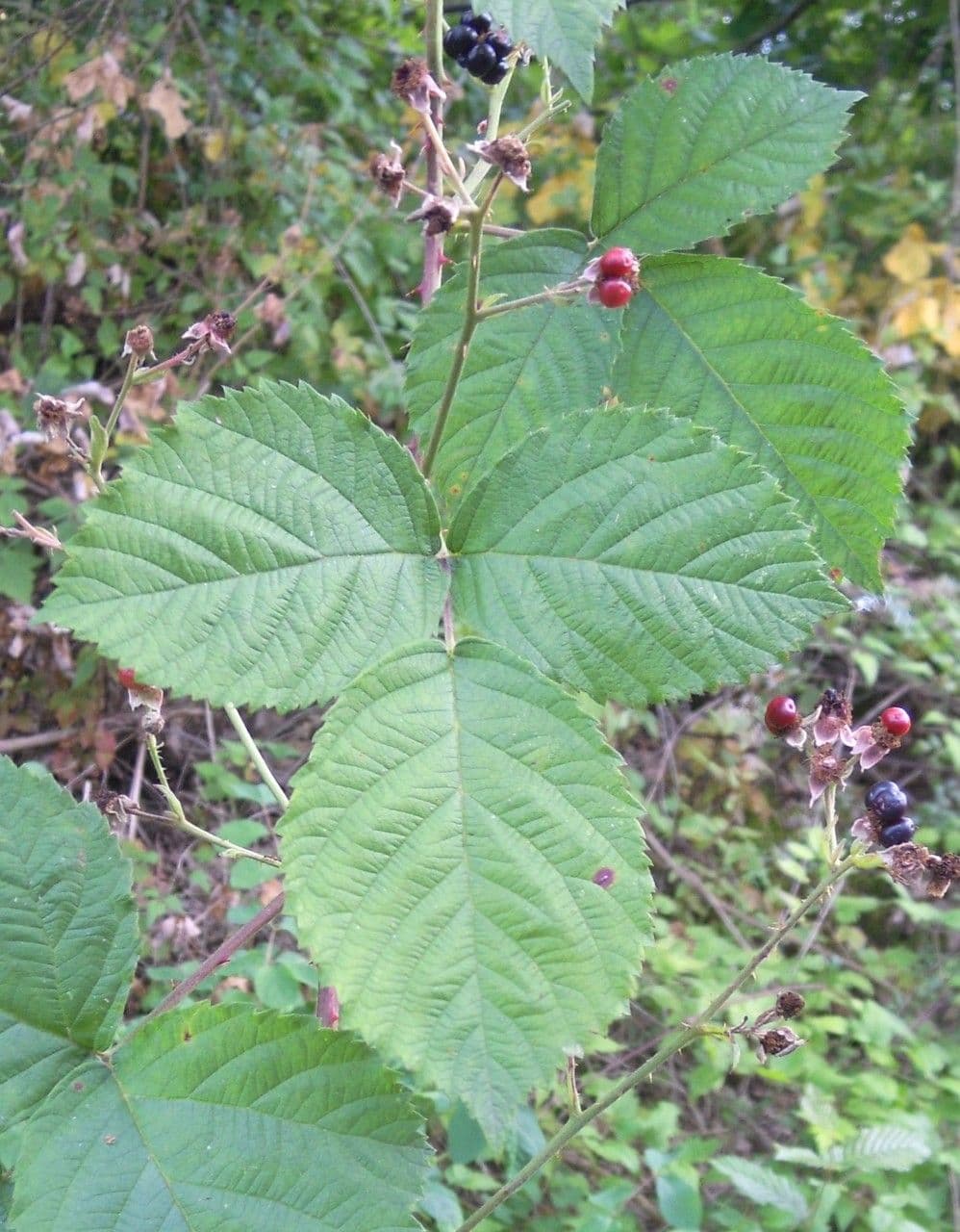 Rovo 3