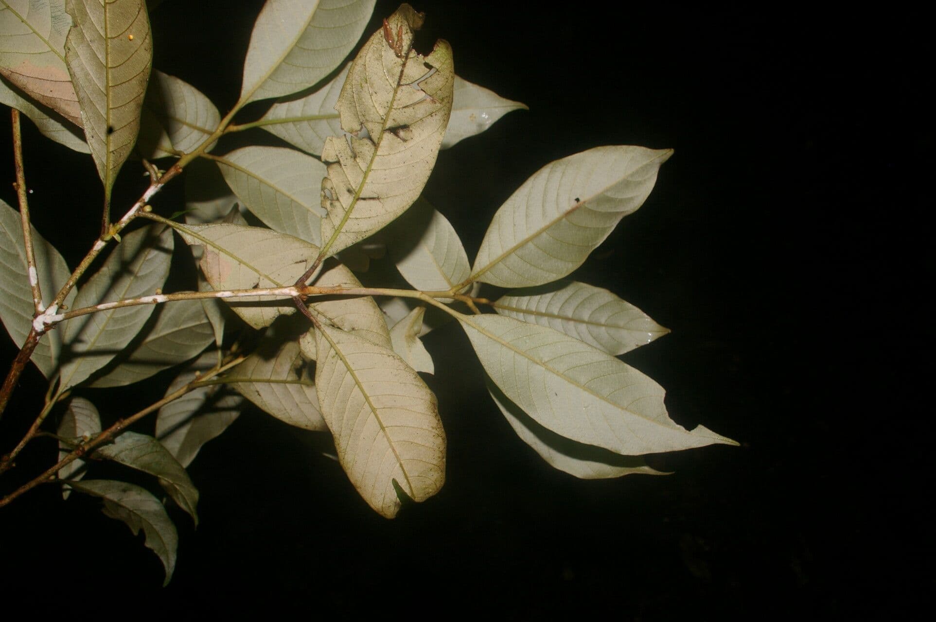Pouteria 2