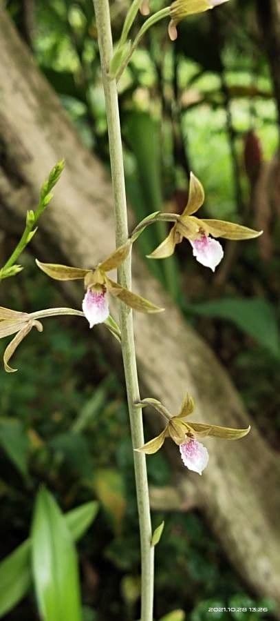 Eulophia